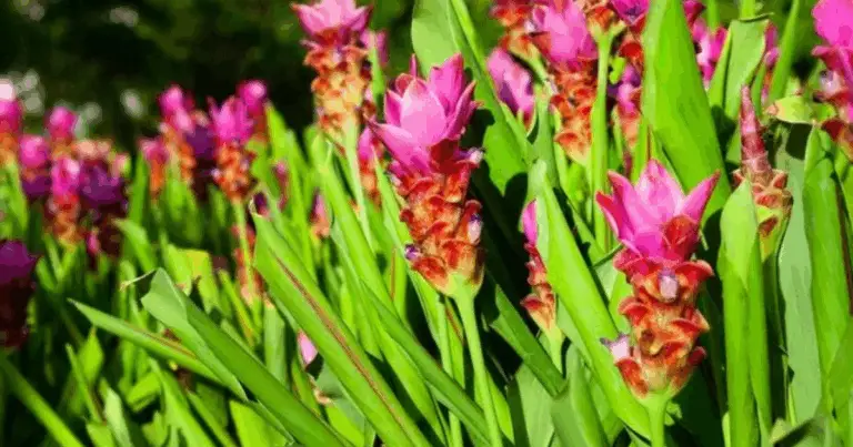Scopri il Fascino dello Zenzero e dei Fiori Rosa: Guida Completa alle Varietà e Benefici