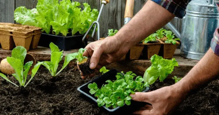 Guida Completa per un Orto Verde e Fruttuoso: Trucchi e Consigli Essenziali per un Raccolto Abbondante 🌱🍅🥒