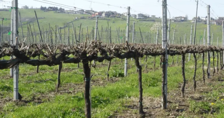 Guida Completa alla Potatura delle Viti per un Raccolto Abbondante e di Qualità