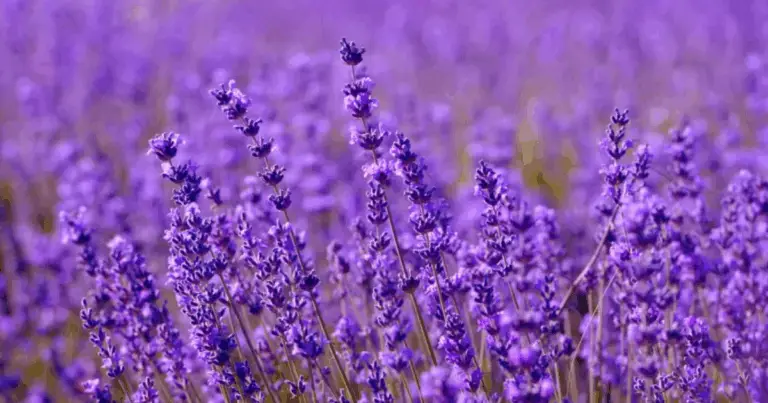 Guida Completa alla Cura della Lavanda: Segreti per un Giardino Profumato e Rigoglioso 🌿🌸