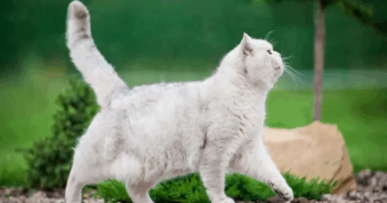 Tutto sul Linguaggio della Coda del Tuo Gatto! 🐱