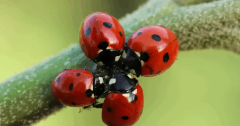 Coccinella Amica del Giardino: La Guida Completa per un Controllo Naturale dei Parassiti