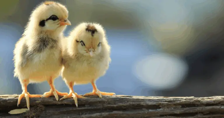Come Identificare il Sesso dei Pulcini: Una Guida Completa e Facile