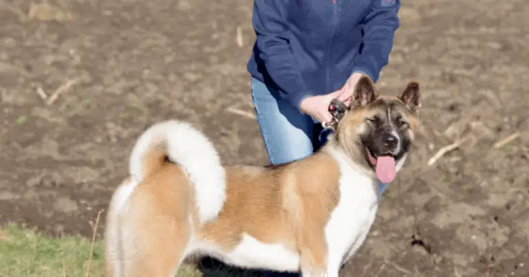 Guida alle Razze Canine e le Loro Associazioni Nazionali 🐾🌍