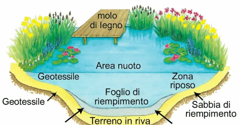 Trasforma il Tuo Giardino in un’Oasi Naturale: Guida Completa alla Piscina Biologica 🌊