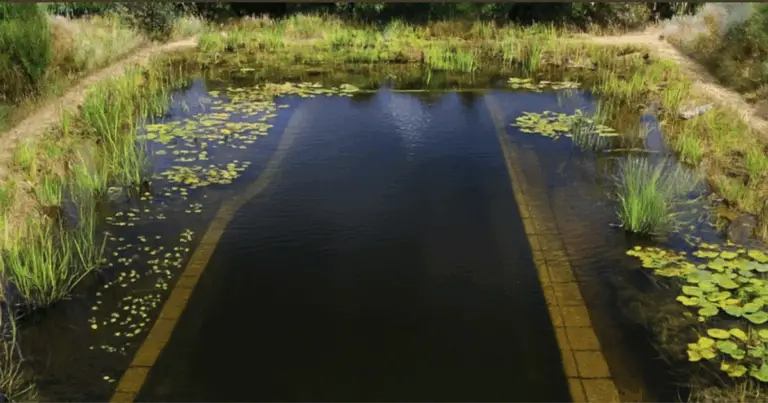 Trasforma il Tuo Giardino con una Piscina Naturale: Guida Completa per un Paradiso Sostenibile