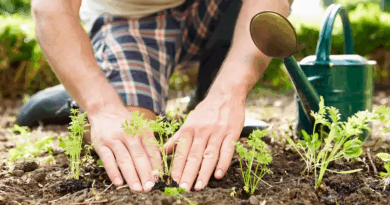 Guida Completa alla Scelta delle Piante per Ogni Dimensione di Vaso 🌿