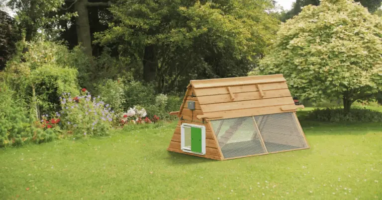 Guida Completa: Costruzione di un Pollaio Riscaldato e Intelligente per il Giardino con Orticoltura Sostenibile