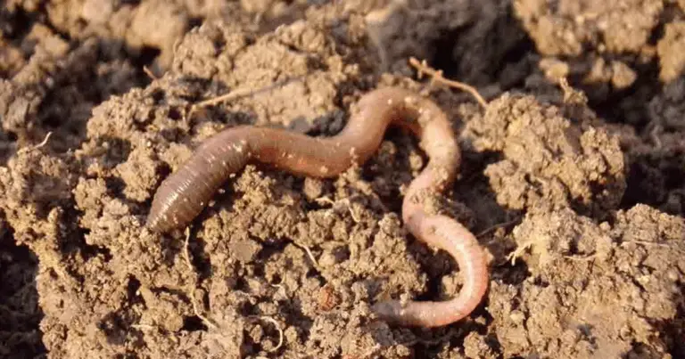 Come attirare i lombrichi nel tuo giardino: 4 strategie efficaci per un terreno sano