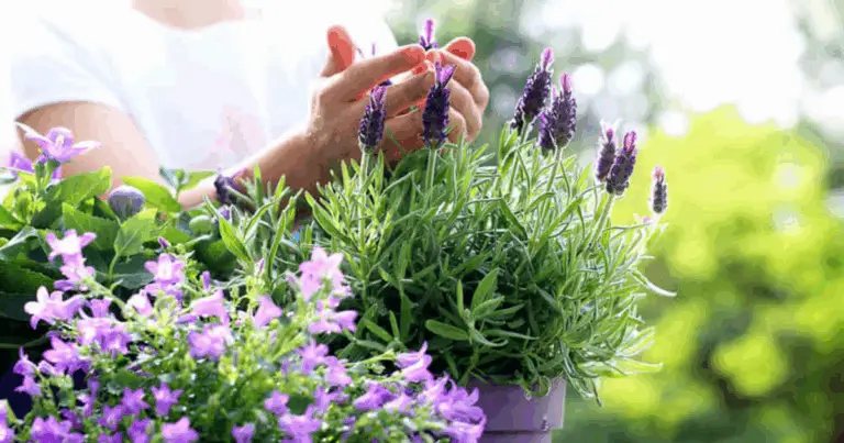 Guarire naturalmente: Gli analgesici vegetali per alleviare i dolori senza chimica 🌿