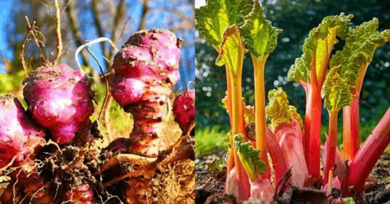 20 Verdure Perpetue da Piantare Una Volta e Raccolte per Anni: Guida Pratica per Giardinieri