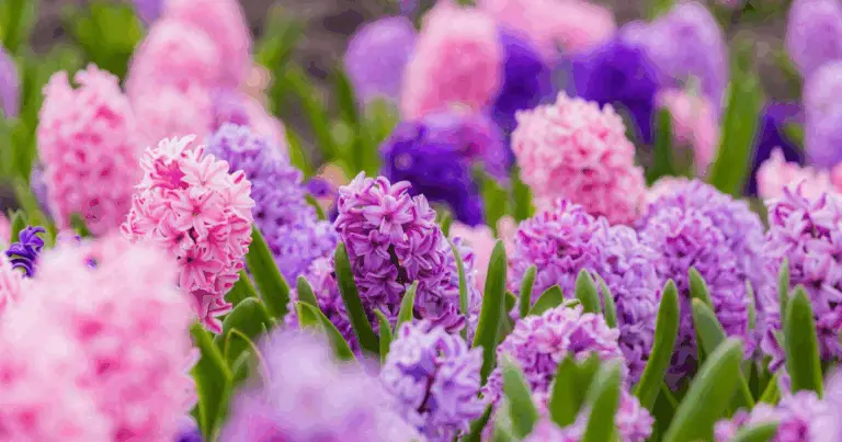 Le Guide Ultime delle Piante d’Interno Profumate e Belle 🌸✨