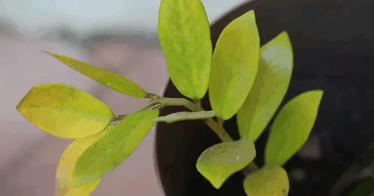 Come “risvegliare” il tuo Zamioculcas 🌿: Una guida naturale per far crescere nuove foglie!