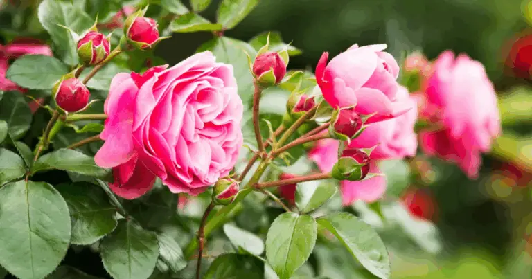 Proteggi il tuo Roseto: Guida Completa ai Parassiti e Malattie Più Comuni 🌹🌿