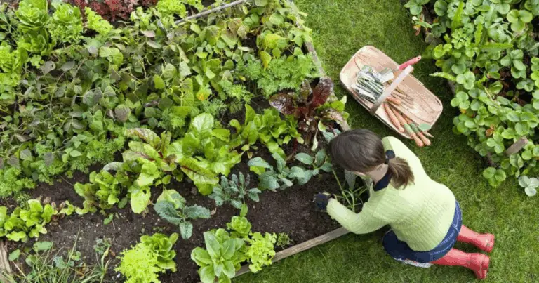 Cosa Piantare a Luglio: Una Guida Completa per il Tuo Giardino Estivo 🌞🌱