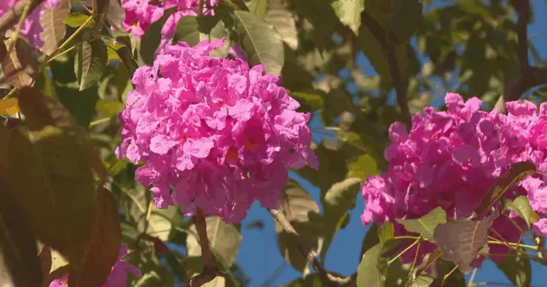 Esplosione di Colori in Giardino: La Guida Completa agli Ipê 🌿😍