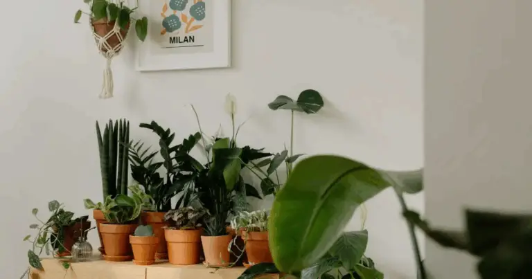 5 Piante da Interno che Purificano l’Aria di Casa: Guida Completa e Consigli Pratici 😍🌱