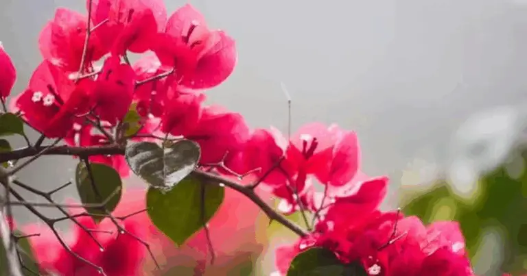 Segreto Naturale per un Giardino in Fiore: Il Potere del Sale di Epsom