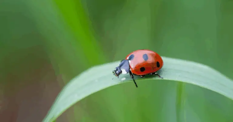 Come Attirare Insetti Utili nel Tuo Giardino in Modo Naturale