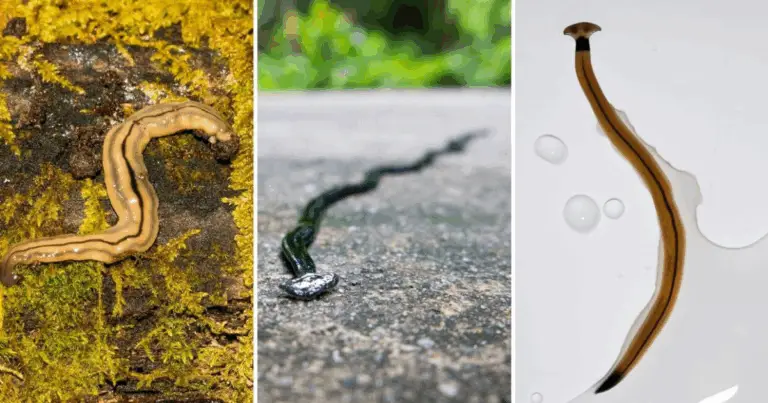 Verme Martello nel Tuo Giardino? Scopri Come Riconoscerlo ed Eliminarlo in Sicurezza!