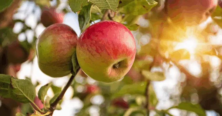 20 Alberi da Frutto Perfetti per la Coltivazione in Vaso 🌿🍑