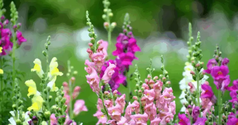 8 Erbe Aromatiche Resistenti al Caldo Estivo: Guida Completa per il Tuo Balcone Mediterraneo ☀️🌿