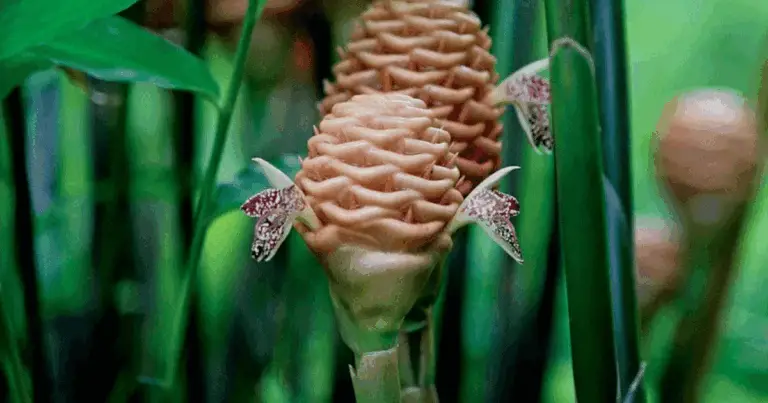 Gengibre Ornamentale: Trasforma la Tua Casa con Fiori Esotici e Spezie Fresche 🌸✨