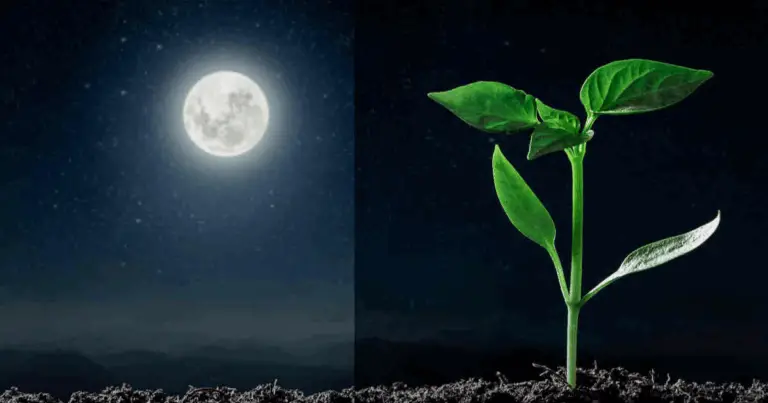 Coltiva con la Luna: Guida Completa al Calendario Lunare per il Giardinaggio Naturale