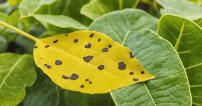 Come Diagnosticare Problemi alle Piante a Occhio: Guida Completa 2025