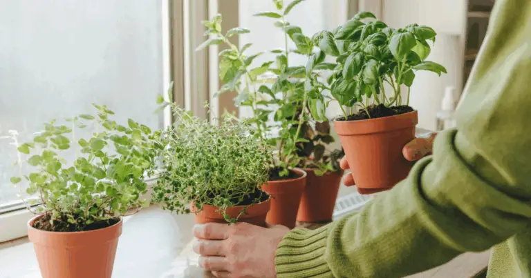 Crescita al Top: Guida Completa al Posizionamento delle Piante in Casa
