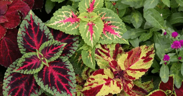 Propagare le Piante da Talea: Guida Definitiva con Passi, Strumenti e Consigli SEO