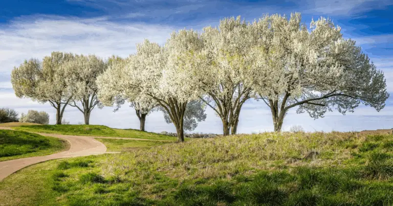 Alberi problematici da evitare (e alternative consigliate)