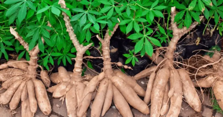 Coltivare la Manioca: Guida Completa al Suo Ciclo di Crescita 🌱