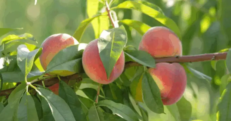 Come Coltivare un Pesco dal Nocciolo: Guida Facile e Naturale per il Tuo Giardino 🌱