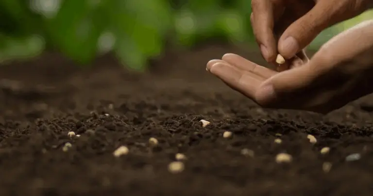 6 piante da giardino che funzionano come farmaci naturali 💊✨