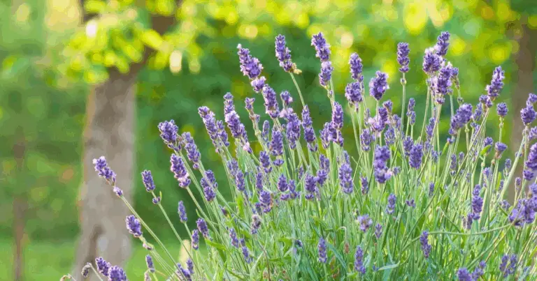 Fiori Viola Facili da Coltivare: Bellezza e Relax Senza Stress