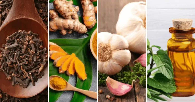 12 Antibatterici Naturali: Guida Completa per Rinforzare la Salute con Rimedi Casalinghi