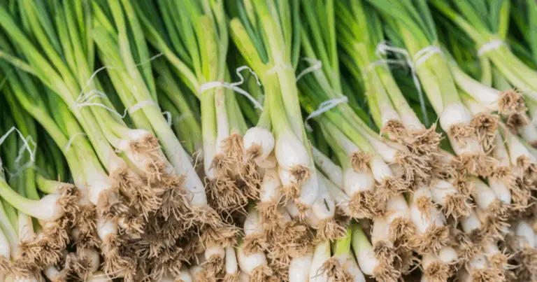 Cebolinha GIGANTE tutto l’anno con questa ricetta naturale! 💥