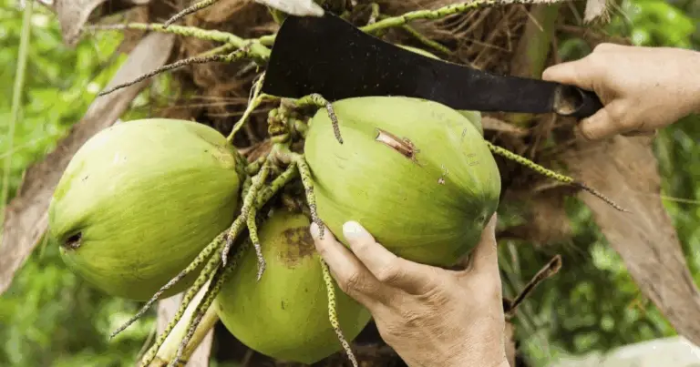 Come Coltivare una Palma di Cocco da Frutto: Guida Completa per Far Germinare il Cocco a Casa 🌴