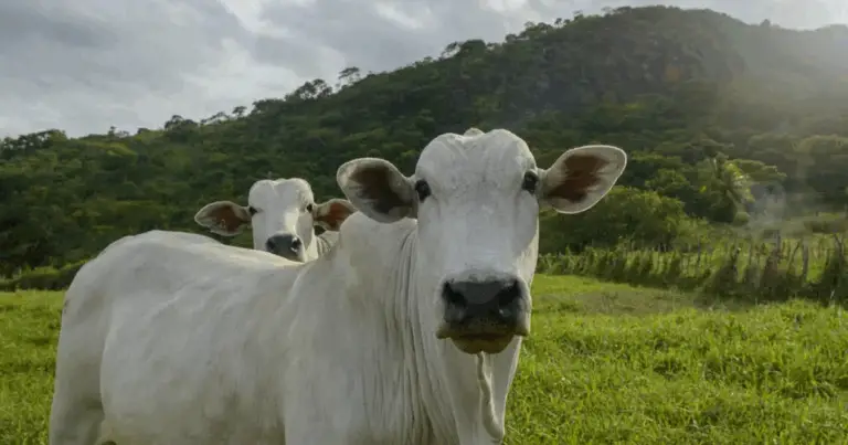 Le migliori razze bovine da carne: guida completa per scelta, allevamento e qualità