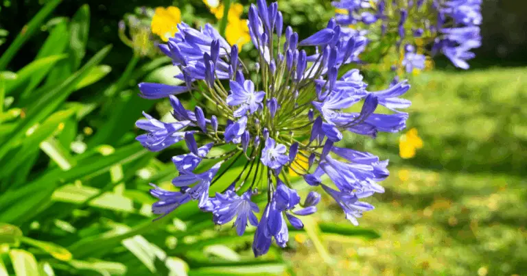 Agapanto in Fiore: Segreti per una Fioritura Spettacolare 🌸🌿