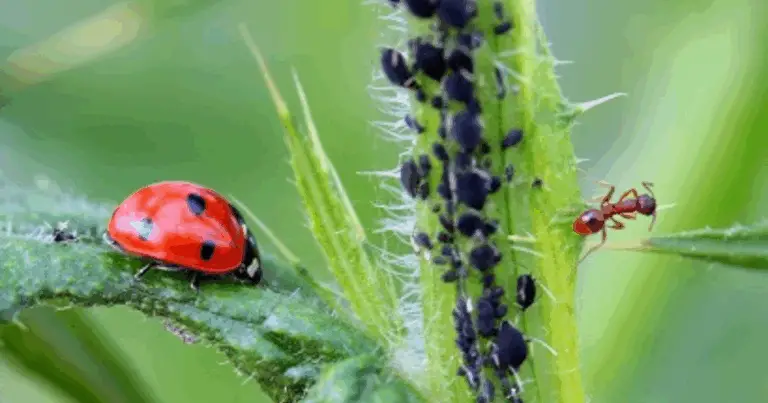 Coccinelle alleate: come creare un giardino sano e naturale tutto l’anno 🐞🌿