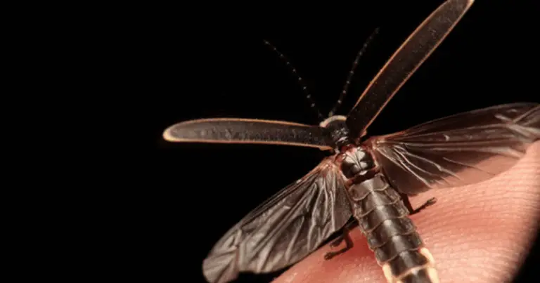 Guida Completa alle Lucciole: Magia Notturna, Benefici Ecologici e Come Osservarle