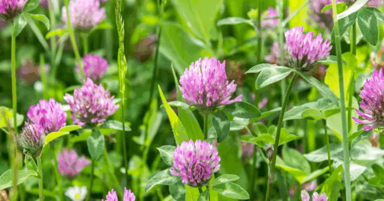 I meravigliosi benefici del trifoglio: guida completa