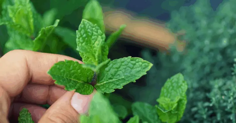 Coltivare la mentuccia sotto gli ulivi: guida completa per un duo ecologico e produttivo 🌿🫒