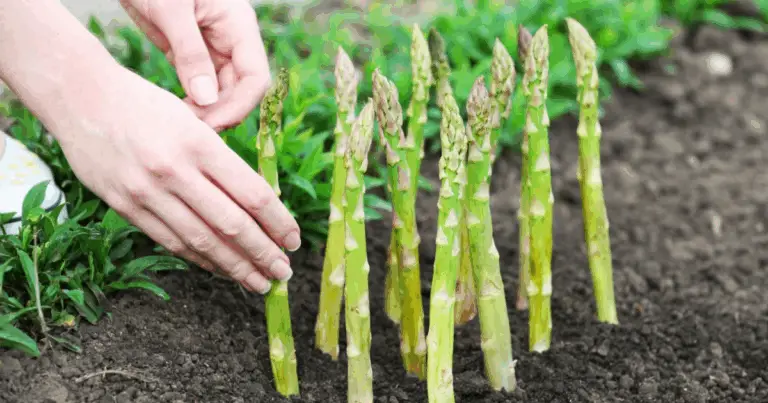 Coltivare asparagi a casa: la guida definitiva per un raccolto da chef 🌱