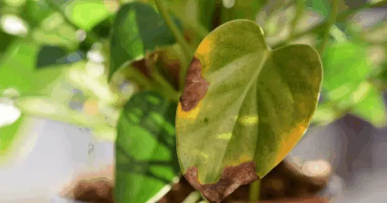 Cosa dicono le foglie della tua pianta: Guida completa