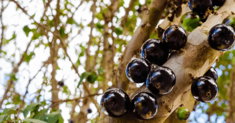 Guida completa: Come far fruttificare la tua jabuticabeira tutto l’anno con un adubo naturale