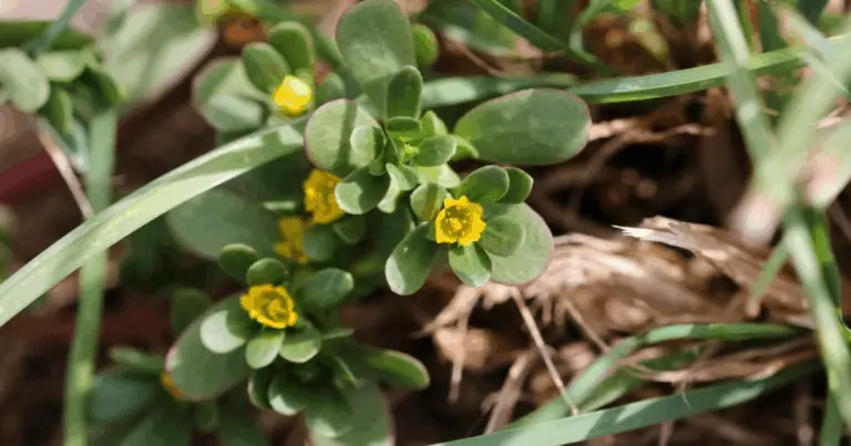Pourpier: il superfood succulento che trasforma il tuo orto