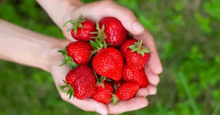 12 Segreti per Fragole Dolcissime e Gustose: Guida Facile e Originale 🍓